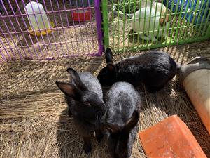 Californian and New Zealand rabbits for sale.  
