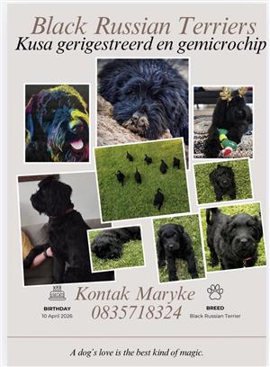 Black Russian puppies