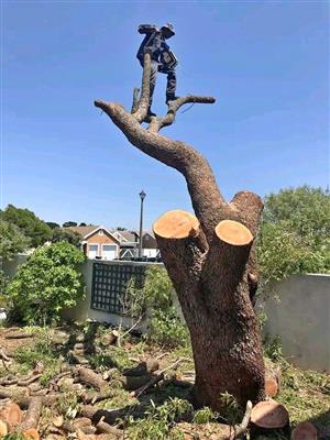Tree Felling 