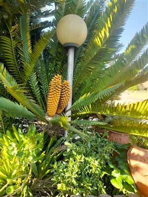 Cycad plants