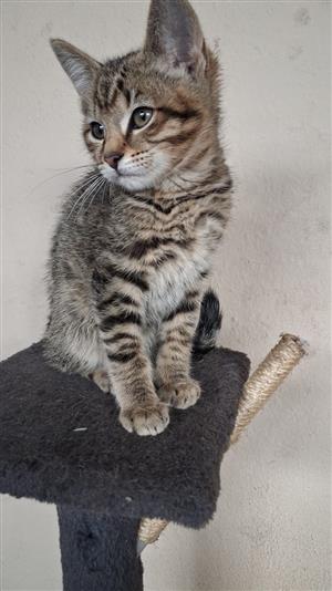 Tabby kittens 
