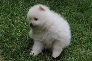 White Pomeranian puppies