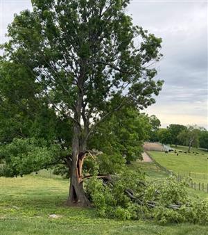 Local Tree felling pro 