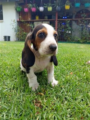 Basset hound female 