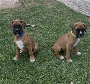 Purebred Boxer puppies