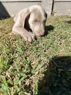 Weimaraner pup 8 weeks
