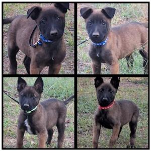 Belgian Malinoi puppies