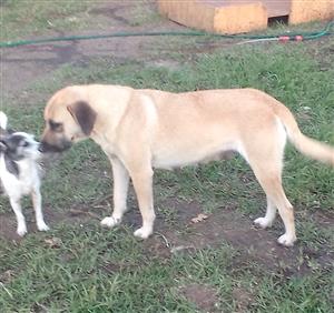 Labrador x bull mastiff 