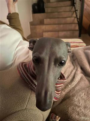 italian greyhound puppies ( blue) 