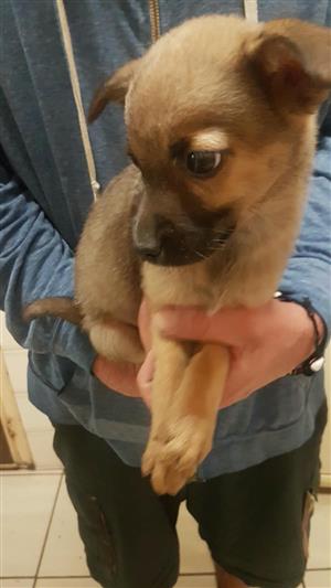 Jack Russell cross Yorkie 