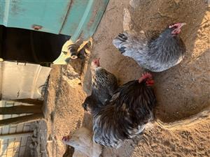 Minatue Pekin Bantams for sale