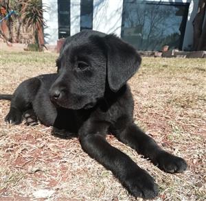 Labrador puppies Purebred ready for their new home  for sale
