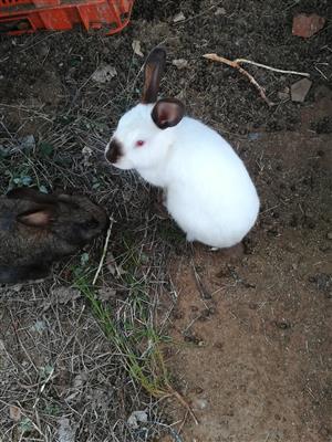 Different New Zealand cross breed rabbits for sale