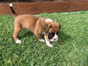 Boxer puppies for sale