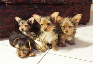 Pure Yorkie puppies breed