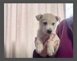 Labrador x Husky pup