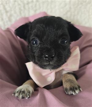 Chihuahua puppies