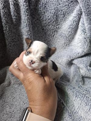 Yorkshire terriers