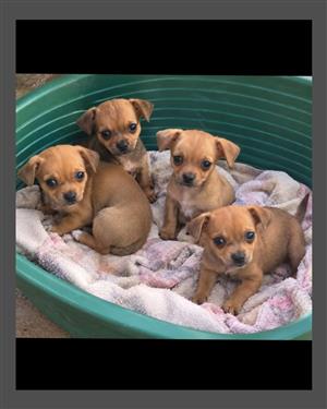 Chihuahua x Miniature Dachshund