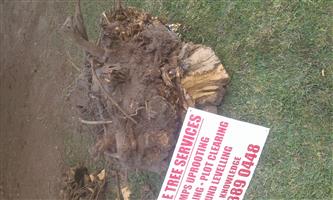 KNOWLE TREE SERVICES-Stumps uprooting in Port Alfred
