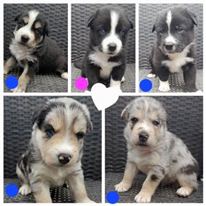 Aussie Siberian Puppies available 