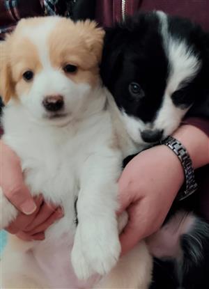 Opregte Border Collie hondjies