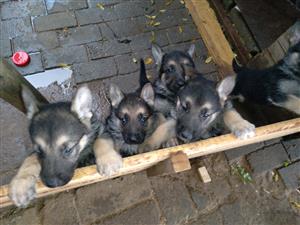 German Sheppard puppys black/ tan