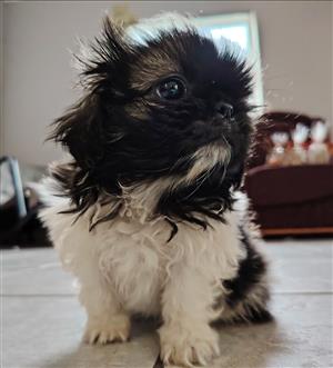 Pekingese Puppies ready for their new homes 