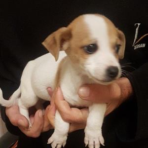 pure bred jack russell 