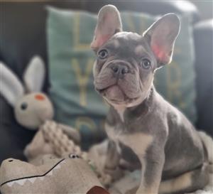 Gorgeous Exotic French bulldog puppies available