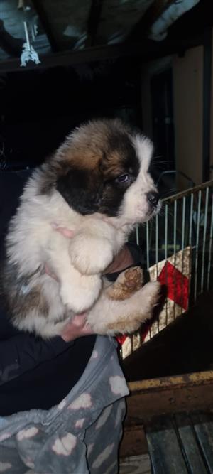 Pure breed Saint Bernard puppies | Junk Mail