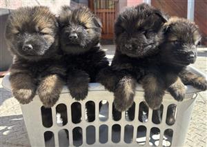 Purebred German Shepherd Puppies – 2 Males & 2 Females Available