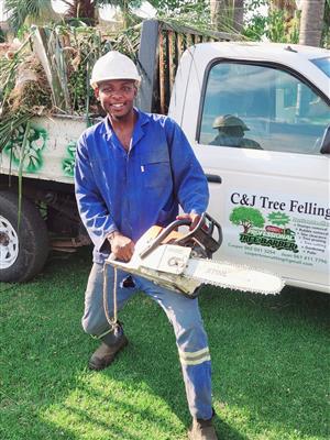 Tree Felling 