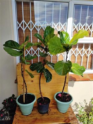 Fabulous Fiddle Leaf Ficus 