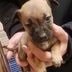 Jack Russell X Pincher 