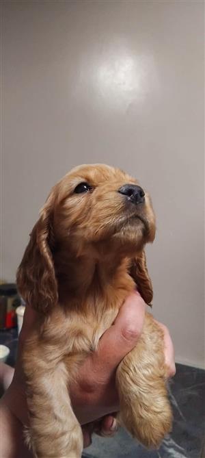  Cocker Spaniel Puppies for Sale