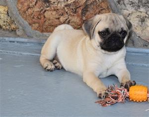 Adorable Purebred Pug Puppies 9 Weeks Old