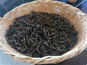 MOPHANE WORM: Sold in bulk to vendors in 60L container. 