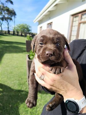 Chocolate labrador puppies for sale
