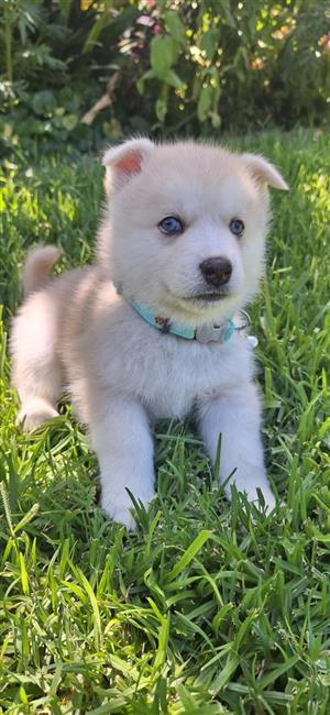 Pomsky puppies