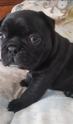 Frenchton male