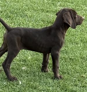 German Shorthair Pointer puppies 