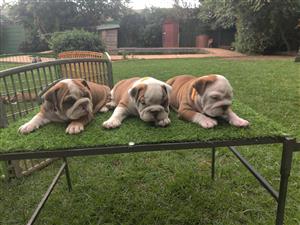 Gorgeous English bulldog puppies available