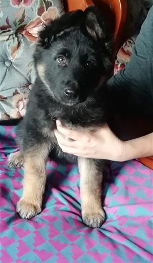 German Shepherd puppy