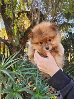 Beautiful Pomeranian puppies