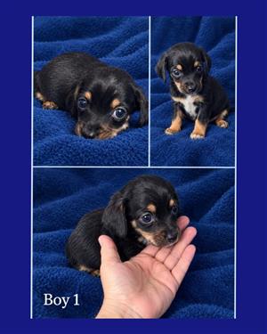 Chihuahua x Miniature Dachshund pups