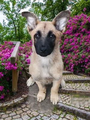 lovely malinois female puppy
