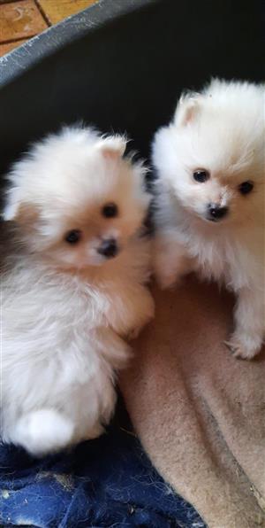 Beautiful teacup pomeranian toy pom puppies for sell.