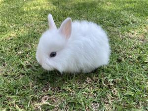 Purebred Dwarf Jersey Wooly Bunnies 