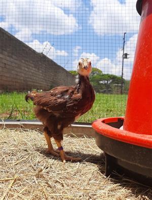 4-5 Week Rhode Island Red Layer Chicks